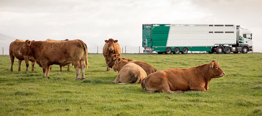 Limousin AWJ Cattle Trailer
