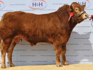 Anside Gigolo Limousin Bull