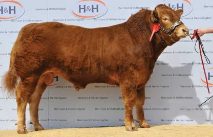 Anside Gigolo Limousin Bull