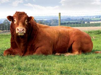 Blagueur Limousin Bull