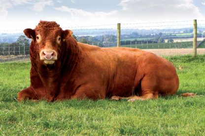 Blagueur Limousin Bull