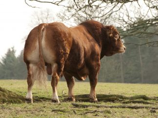 Cerberus Limousin Bull