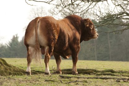 Cerberus Limousin Bull