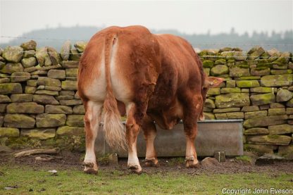 Wilodge Cerberus Limousin Bull