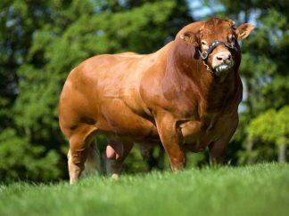 DOLCORSLLWYN FABIO Limousin Bull