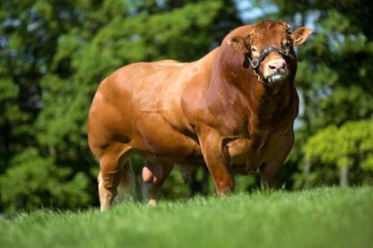 DOLCORSLLWYN FABIO Limousin Bull