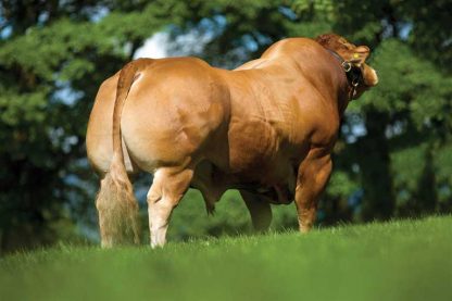 DOLCORSLLWYN-FABIO Limousin Bull