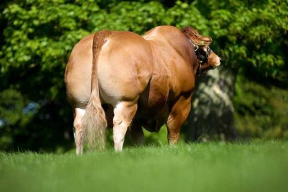 Dolcorsllwyn Fabio Limousin Bull