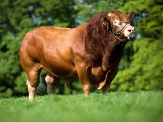 Froufrou limousin bull