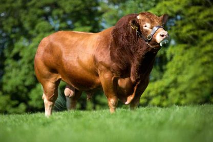 Froufrou limousin bull