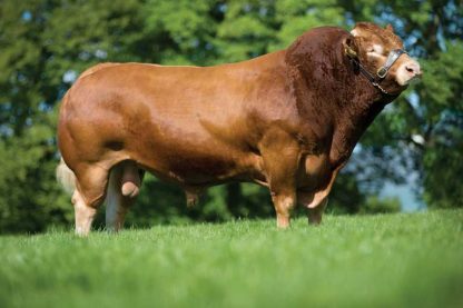Froufrou Limousin Bull