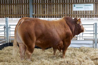 FrouFrou Limousin Bull