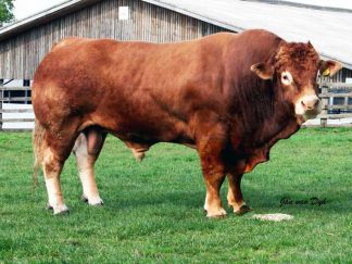 Grahams Dublin Limousin Bull