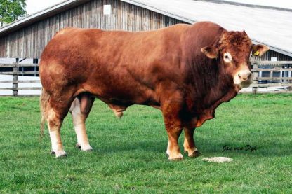 Grahams Dublin Limousin Bull