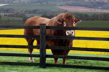 Grahams Dublin Limousin Bull