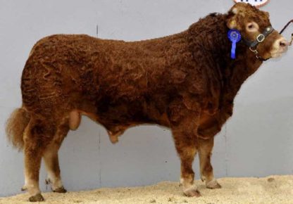 Grahams Dublin Limousin Bull