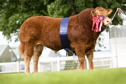 Jasper at the highland show