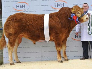 Gorrycam Hazzard Limousin Bull