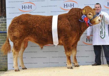 Gorrycam Hazzard Limousin Bull