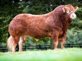 Trueman Jagger World Record Limousin