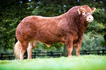 Trueman Jagger World Record Limousin