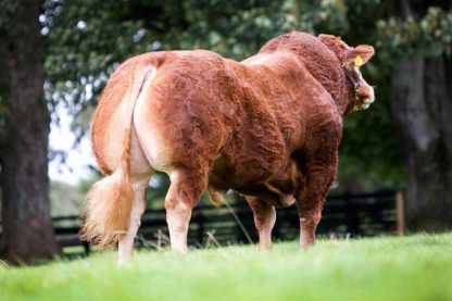 Trueman Jagger World Record Limousin