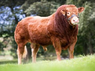 Jasper side stance Limousin Bull