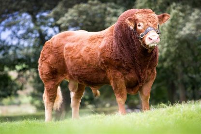 Jasper side stance Limousin Bull