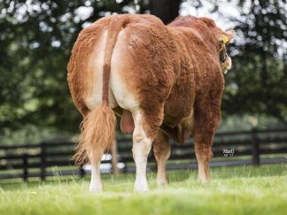 Larkhill Limousin Bull