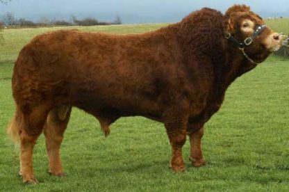 Regal limousin bull