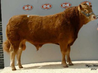 Wilodge Topgun Limousin Bull