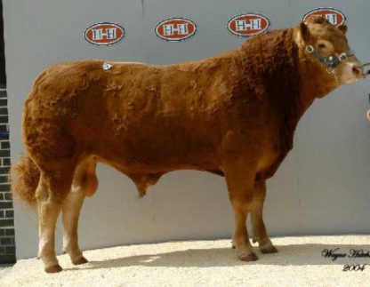 Wilodge Topgun Limousin Bull