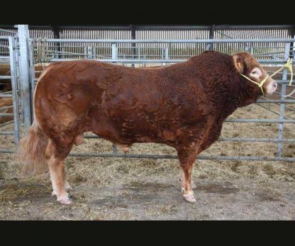 Urbino B Limousin Bull