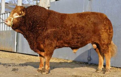 Urbino B Limousin Bull