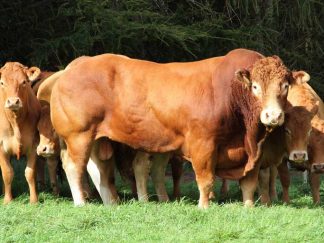 Dinmore Bandit limousin bull