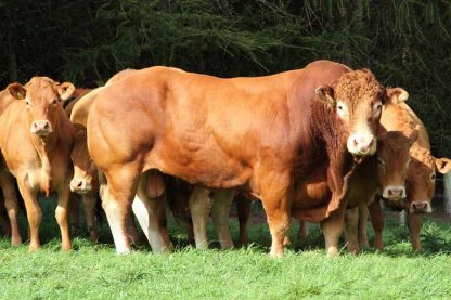 Dinmore Bandit limousin bull