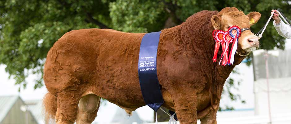 Highland Show Champion 