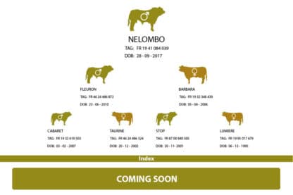 Nelombo's Family tree