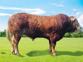 Import Limousin Bull