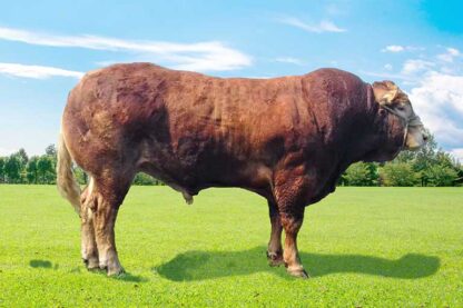 Import Limousin Bull